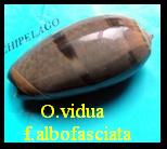 Oliva vidua f. albofasciata, Dautzenberg 1927